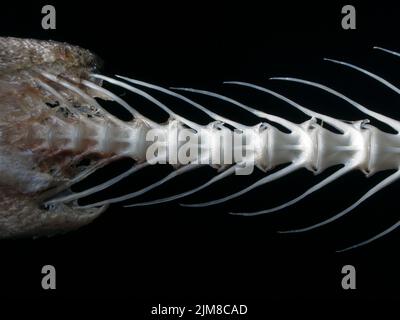 Seefisch, weißer Knochen Stockfoto