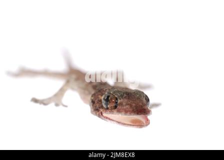 Gecko Babe isoliert auf weißem Hintergrund Stockfoto