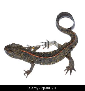 Chinesischer Salamander (Paramesotriton chinensis), isoliert auf weißem Hintergrund Stockfoto