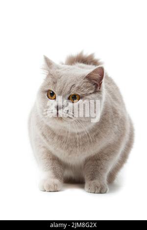 Britisch Kurzhaarkatze auf einem weißen Hintergrund. Stockfoto