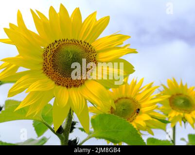 Blick auf Sonnenblumen an einem sonnigen Tag Stockfoto