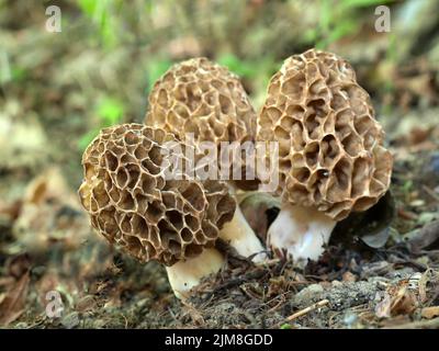 Gemeinsamen Morel - Morchella esculenta Stockfoto