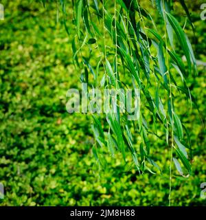 Weidenblatt Stockfoto