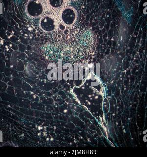 Mikroskopie Mikrograph Pflanzengewebe, Stiel von Kürbis Stockfoto