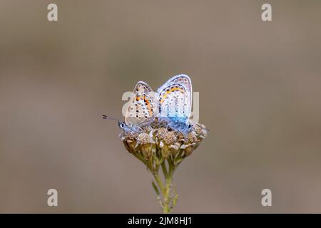 Winziger Schmetterling auf Blüte, mit Silber besetzt, Plebejus argus Stockfoto