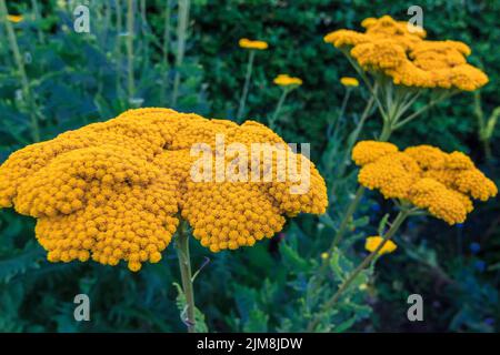 Fernleaf Yarrow Flowers (Achillea filipendulina) U Stockfoto