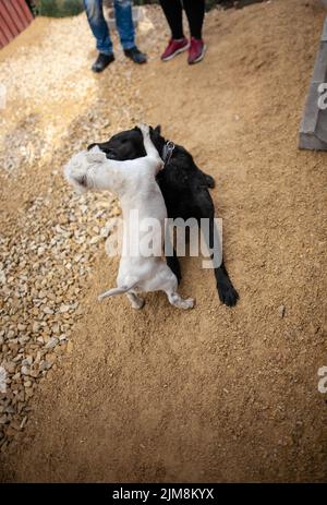 Zwei Hunde kämpfen im Hof Menschen beobachten Hund kämpfen im Freien, konzentrieren sich auf Hunde kleiner Hund Angriff größeren Hund Stockfoto