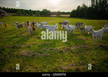 Ziegen bei Sonnenuntergang auf der Weide Ziegenherde bei Sonnenuntergang auf der Weide Stockfoto