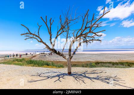 TUZ GOLU/TÜRKEI - 30. Juni 2022: Berühmter Baum und Touristen am See von tuz Golu. Stockfoto