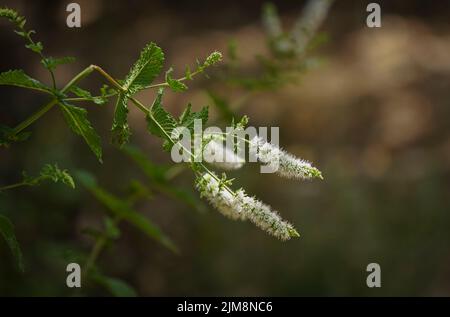 Blühende Pfefferminze, Minze für den Garten, Minze für gemeine Minze, Minze für Lamm und Makrele, Spanien. Stockfoto