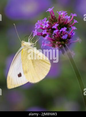 Ein wunderschöner kleiner weißer Schmetterling (Pieris rapae), der von einer Verbena-Blume ernährt wird, mit verrückten violetten Blüten im Hintergrund Stockfoto
