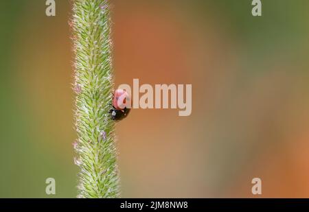 Ein Marienkäfer mit 7 Punkten (Coccinella septempunctata), der auf einem Graskopf ruht und im Hintergrund ein unfokussiertes Mohnfeld aufweist Stockfoto