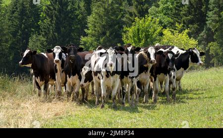 Eine kleine Gruppe von schwarzen und weißen Kühen, die auf einer Wiese stehen und in die Kamera blicken Stockfoto