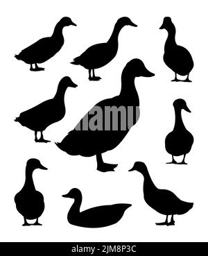 Set von Enten grasen auf der Weide. Bildsilhouette. Haustiere auf dem Bauernhof. Hausgeflügel. Isoliert auf weißem Hintergrund. Vektor Stock Vektor