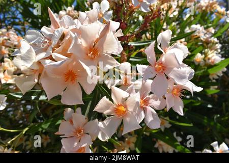 Hellorange Oleanderblüten (lateinisch Nerium Oleander) , am häufigsten als Oleander oder nerium bekannt, ist ein ornamentaler Strauch oder kleiner Baum Stockfoto