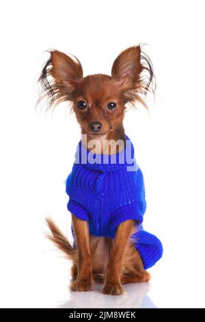 Toy Terrier mit Warenkorb isoliert auf weiss. Stockfoto