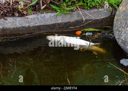 Tote Fische im Wasser, Konzept der Wasserverschmutzung in der Natur. Gefährliches und verschmutztes kontaminiertes Wasser. Stockfoto