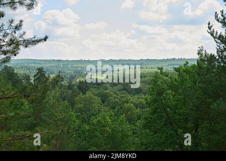 Mischwald mit dichtem sommergrünen Unterholz gegen den Himmel. Getrocknete Kiefern ohne Rinde in der Ferne Stockfoto