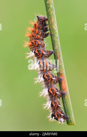 Raupe des Komma-Schmetterlings Stockfoto