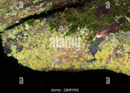 Nahaufnahme der Baumrinde, die mit Moos bedeckt ist Stockfoto