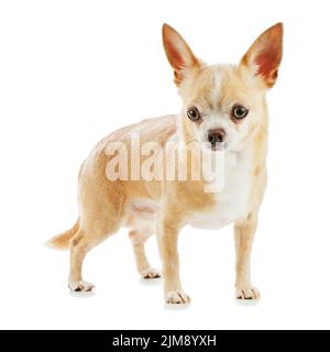 Beige chihuahua Hund auf weißem Hintergrund. Stockfoto