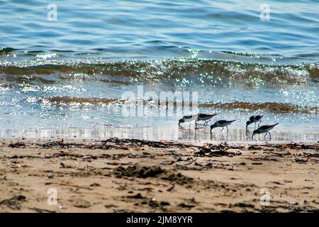 Blick auf Seevögel - Sandpiper - auf der Suche nach Futter d Stockfoto
