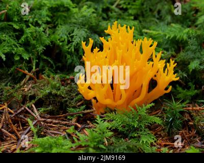 Gelbe Stagshorn, Calocera viscosa Stockfoto