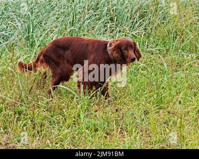 Jagd Irish Setter im Gras. Herbst Stockfoto