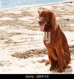 Auf der Jagd nach einem irischen Setter, der in der Nähe des Meeres sitzt. Nahaufnahme. Stockfoto