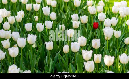 Eine einzelne rote Tulpe wächst im Feld der weißen Tulpen. Konzept von Exzeptionalität und Einzigartigkeit. Stockfoto