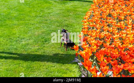 Zwei chihuahua Hunde vor dem orangefarbenen Tulpenfeld. Stockfoto