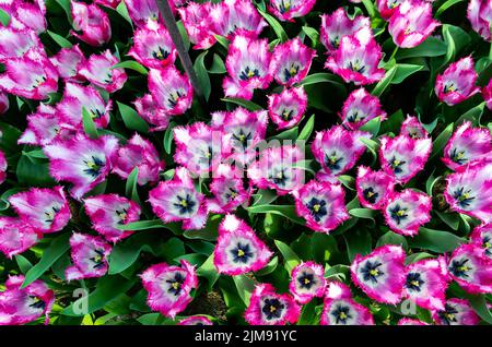 Von oben nach unten Nahaufnahme zu violetten Tulpen mit weißer Mitte. Stockfoto