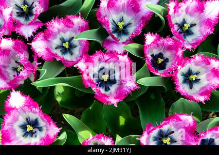 Von oben nach unten Nahaufnahme zu violetten Tulpen mit weißer Mitte. Stockfoto