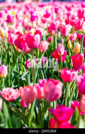 Ansicht des rosa und violetten Tulpenfeldes in den Niederlanden. Schöne Blume in Blüte, weiche Farbe und Bokeh Hintergrund. Stockfoto