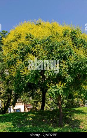 Zweig mit Blättern und Blüten eines Himmelbaums oder Ailanthus altissima, Sofia, Bulgarien Stockfoto