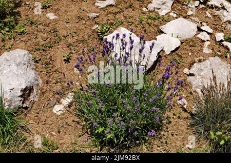 Frischer, blühender Lavendel im Steingarten mit mehrjährigen Pflanzen, Sofia, Bulgarien Stockfoto