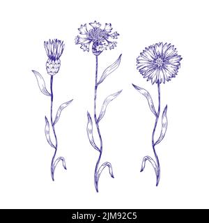 Botanik Pflanzen antike Gravur Illustration, Centaurea cyanus, Kornblume Stock Vektor