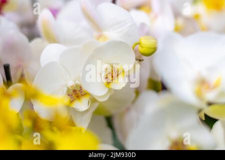 Nahaufnahme der Orchideenblume Phalaenopsis. Mehrere Blumen mit verschiedenen Farben, Detail-Makroansicht. Stockfoto
