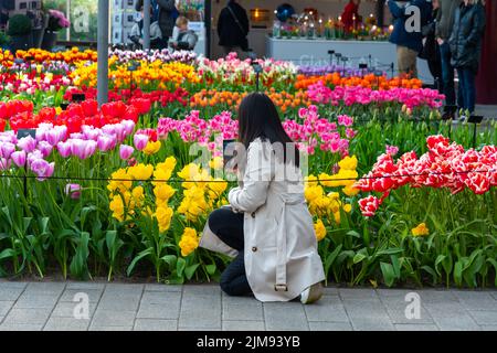 Lisse, Niederlande - 14,4.2022: Touristen besuchen den Keukenhof-Garten. Mehrere schöne Blumen in der Blüte, Menschen, die Fotos. Lebendige Farben Stockfoto