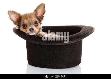 Chihuahua Welpe in einem Hut. Stockfoto