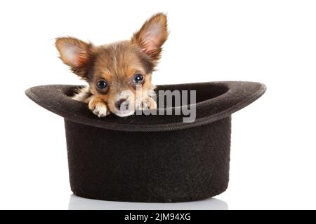 Chihuahua Welpe in einem Hut. Stockfoto