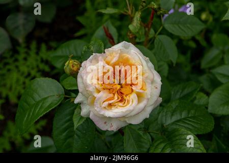 Rosa Gelbe Taste Stockfoto
