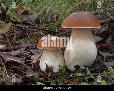 CEP, Penny Bun, Porcino, Boletus Edulis, Stockfoto