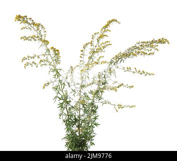 Artemisia vulgaris isoliert auf weißem Hintergrund. Gewöhnliche Beifuß-Blüten. Kräutermedizin. Beschneidungspfad Stockfoto