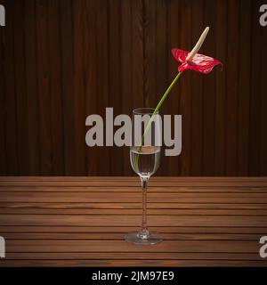 Rotes Anthurium (Flamingo-Blume; Boy-Blume) in Glasvase auf Holzhintergrund. Stockfoto