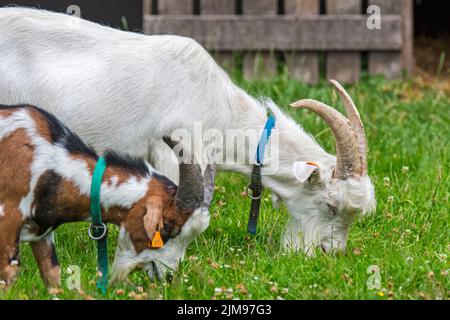 Zwei Milchziegen grasen im Grasland auf dem Bauernhof Stockfoto