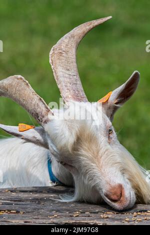 Weiße Ziege, die Futter im Grasland im Streichelzoo / Kinderhof isst Stockfoto