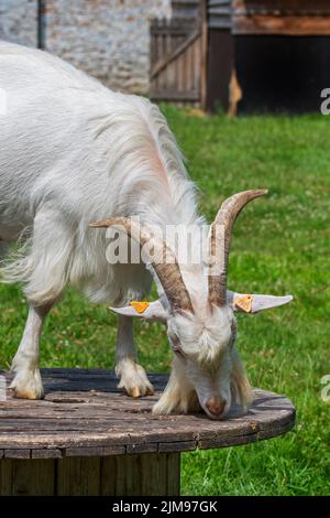 Weiße Ziege auf Plattform im Grasland im Streichelzoo / Kinderhof Stockfoto