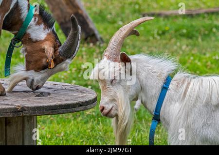 Zwei Ziegen und Milchziege kletterten auf Plattform im Grasland am Streichelzoo / Kinderhof Stockfoto