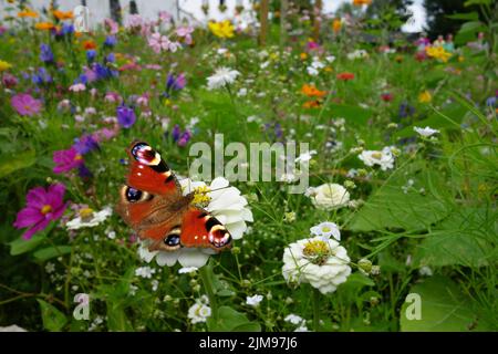 Pfau auf einer Blume Stockfoto